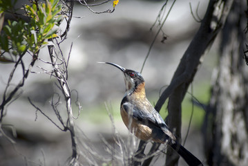Eastern Spinebill (Acanthorhynchus Tenuirostris) in a tree in Venus Bay, Victoria, Australia
