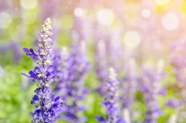 Fototapeta na wymiar violet lavender field