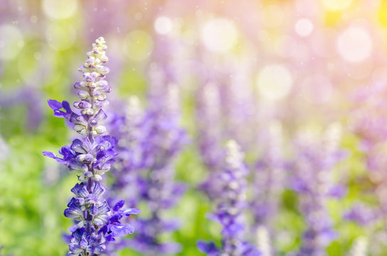 violet lavender field
