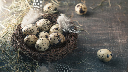 Quail eggs in nest with feather and hay