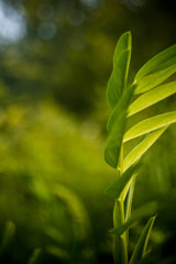Leaf