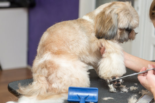 grooming dogs of Shih Tzu breed in professional salon