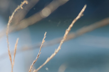 Abstract  autumm branch nature blue sky focus bokeh art concep leaf forest tree feel defocus 