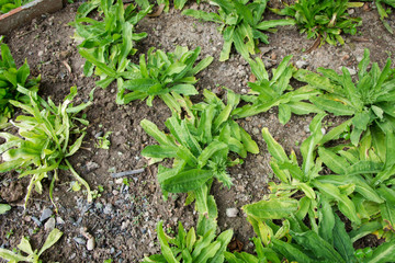 Culantro, Long coriander, Sawtooth coriander, Parsley on the soil in the Vegetable garden