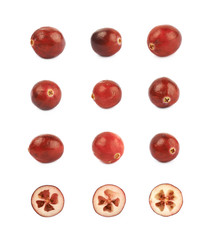 Single ripe cranberry isolated