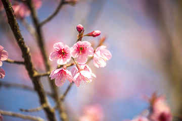 Cherry blossom in Thailand,Pho lom lo Loei