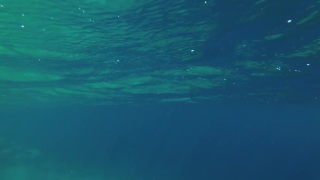 Needlefish floats under the surface of water, Red sea, Dahab, Sinai Peninsula, Egypt  
