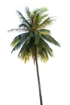 coconut palm tree isolated on white background