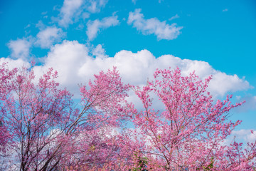 Obraz na płótnie Canvas Blossom of Wild Himalayan Cherry flower.