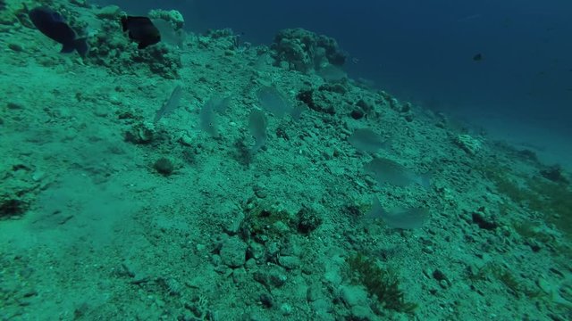  school of Strong-spined Silver-biddy (Gerres longirostris) feeding on the seabed, Red sea, Dahab, Sinai Peninsula, Egypt

