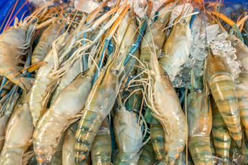 The iced fresh raw shrimps in the local market in Thailand.