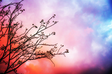 The silhouetted tree branch with the background of the twilight pink and blue cloud in the evening or morning.