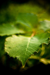 Leaf branch nature green tone forest tree nature macro detail insect specular bounce field 