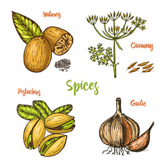 Herbs, condiments and spices. nutmeg and pistachios and garlic, caraway and seeds for the menu. Organic plants or vegetarian vegetables. engraved hand drawn in old sketch, vintage style.