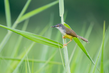 Yellow-bellied Prinia bird