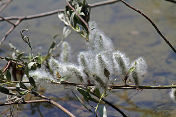 Weiden-Samen