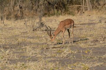 African Impala