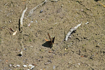 Großer Schillerfalter