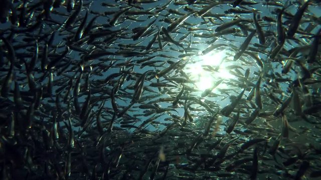 The massive school of smal fish (Low-angle shot)
