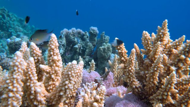 Staghorn coral, Acropora pulchra, with tropical fish underwater in the Red sea
