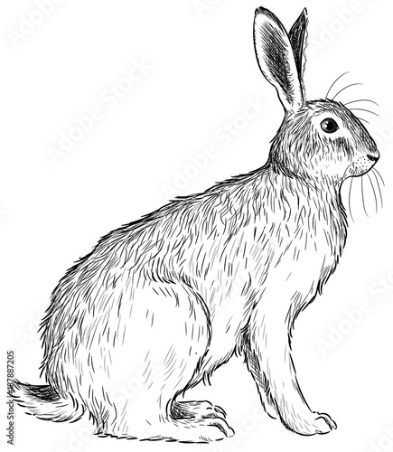 "Feldhase - Vektor-Illustration" Stockfotos und lizenzfreie Vektoren