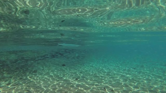 Needlefish floats under the surface of water and hunts on school of small fish  
