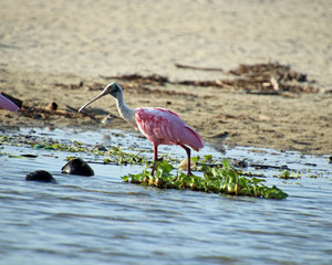 Roseate spoonbill