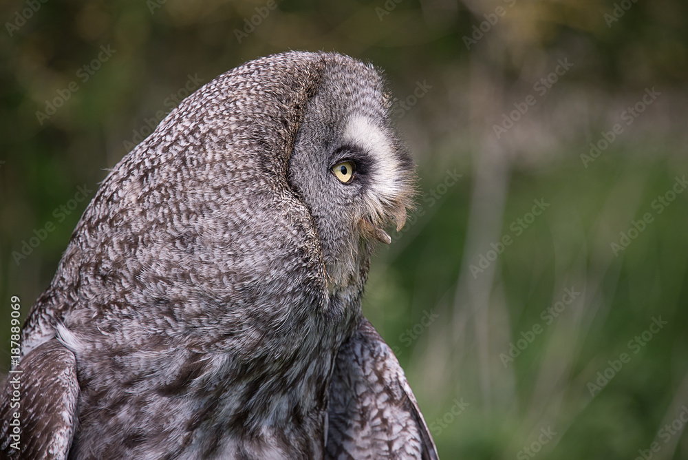 Aufkleber a very close profile portrait of a great grey gray owl facing to the right with its beak open