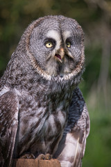 An upright close three quarter portrait of a great gray grey owl perched on a post looking slightly right