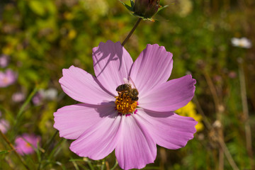 Insect collects nectar and pollen from flowers cosmos