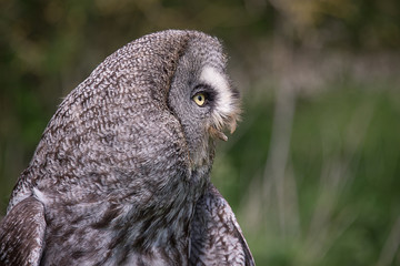 A very close profile portrait of a great grey gray owl facing to the right with its beak open