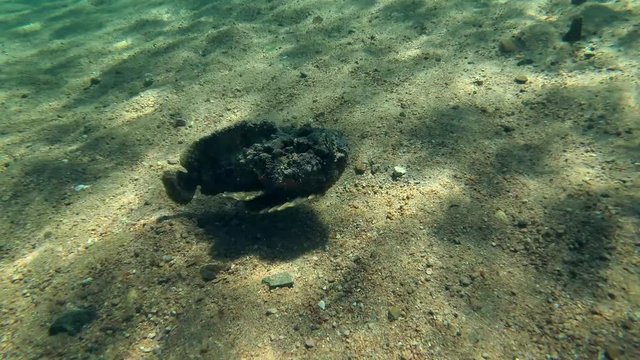 Stonefish swims over the sandy bottom, Red sea, Dahab, Sinai Peninsula, Egypt  
