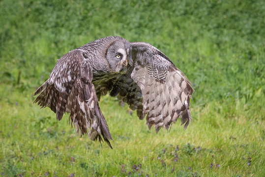 a close photograph of a great gray grey owl Strix nebulosa in flight. Flying from left to right in the frame