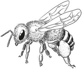 Biene mit Pollenhose - Vektor-Illustration