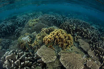 Beautiful Corals in Raja Ampat