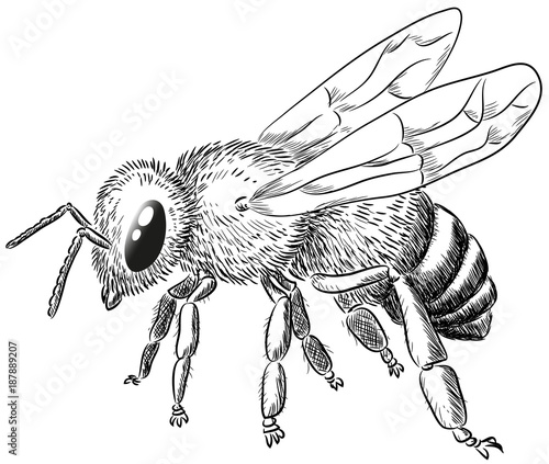 "Biene - Vektor-Illustration" Stockfotos und lizenzfreie Vektoren auf