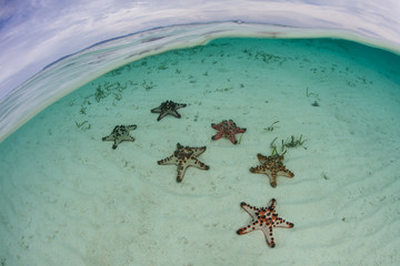 Colorful Chocolate Chip Sea Stars in Raja Ampat