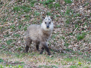 ニホンカモシカの子供 © Amamiya