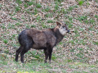 ニホンカモシカ