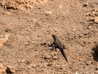 San Cristobal Lava Lizards, Microlophus bivittatus, North Seymour, Galapagos, Ecuador