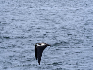 Flying Magnificent frigatebird, Fregata magnificens, North Seymour, Galapagos, Ecuador