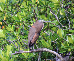 Tiger heron