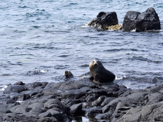 Sea Lion, Zalophus californianus wollebaeki, on the beach of North Seymour Island, Galapagos, Ecuador