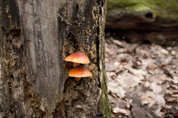 Orange mushrooms on the trunk of a tree
