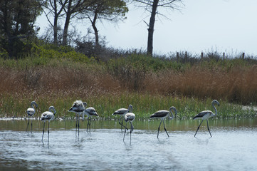 Flamingi na Sardynii