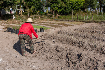 Woman farmer holding spade at garden doing vegetable patch, garden plot for planting Sweet potato