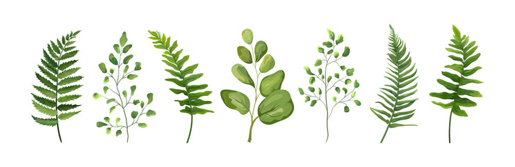 Vector designer elements set collection of green forest fern frond maidenhair greenery art foliage natural leaves herb in watercolor style collection. Decorative beauty elegant illustration for design