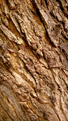 texture of brown wood of a tree