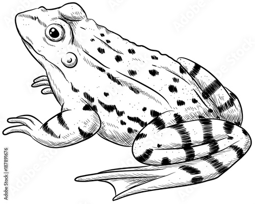 Grasfrosch Malvorlage Coloring and Malvorlagan