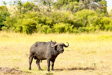 Fototapeta premium Isolated Buffalo grazing in the savannah of Maasai Mara Park in North West Kenya
